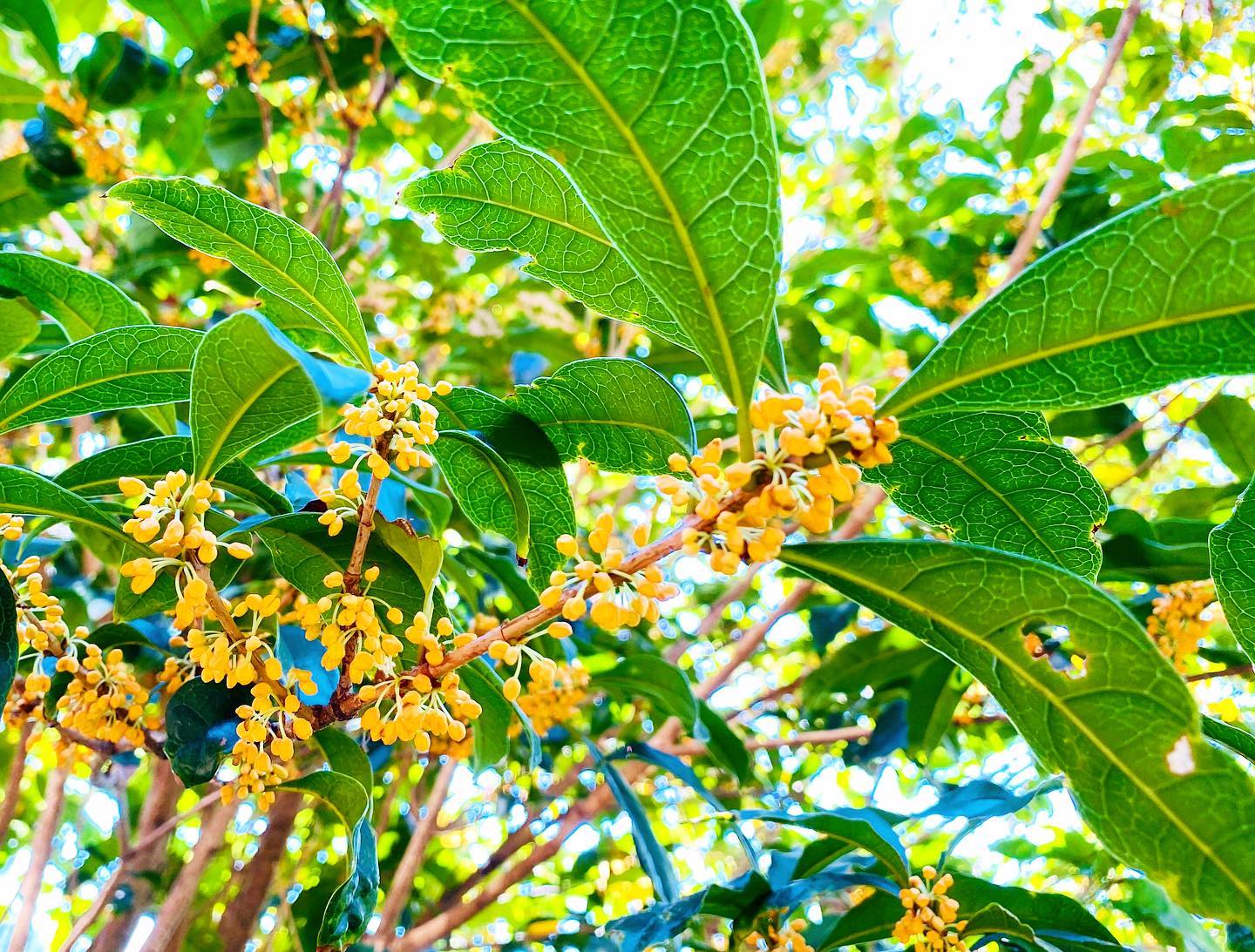 洗濯物を干そうとベランダに出たらフワッと。毎年秋のある日突然鼻をくすぐる間違えようのない香り。視覚より先にまず嗅覚で存在を認知するもののひとつです(^^)#金木犀#金木犀の香り#金木犀の香りが好き #秋の香り#オレンジ色の小さな花 #淡路島