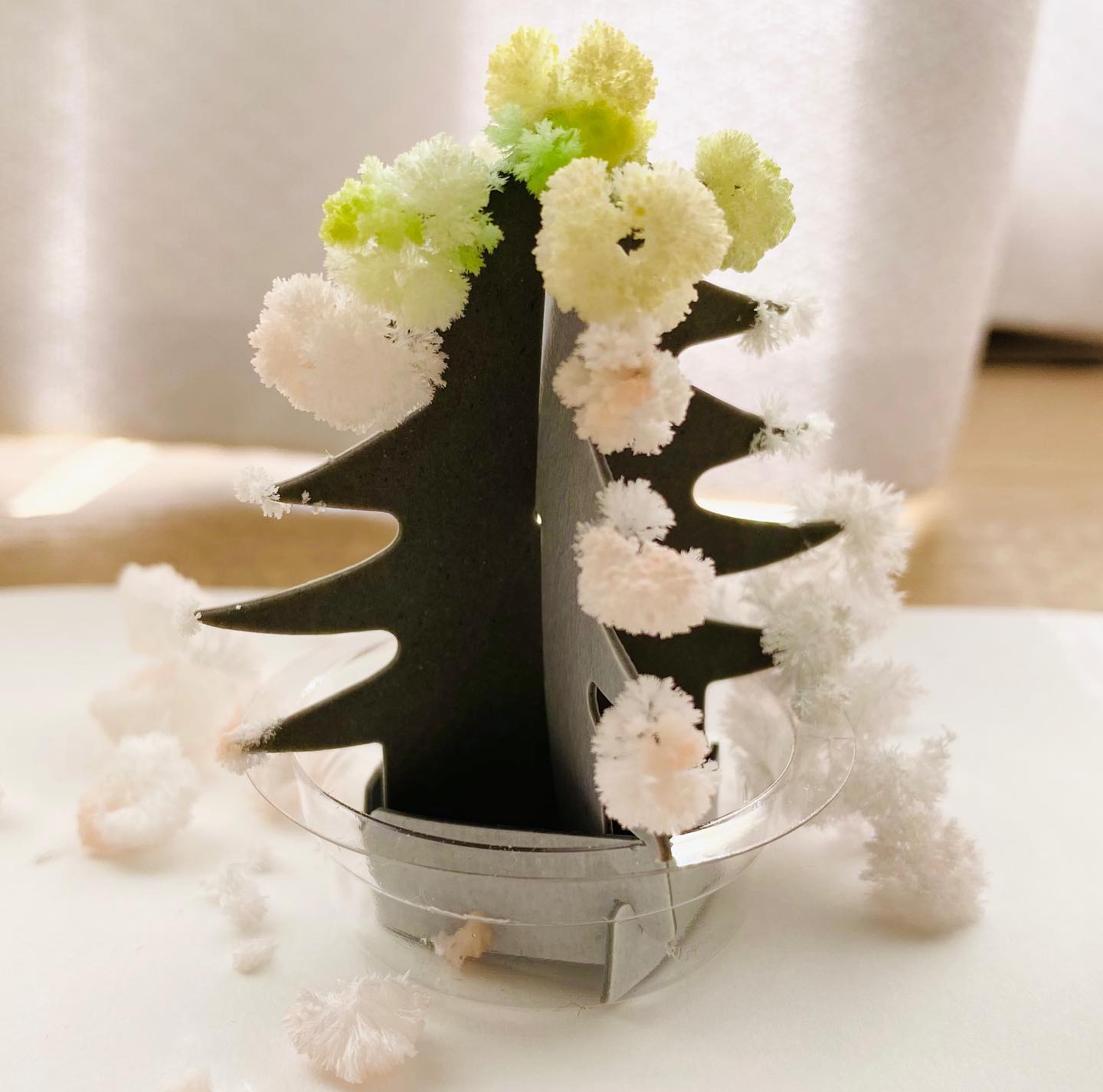 娘の結晶実験キット。朝起きたらもうただの地味な厚紙ではなくなってました。#結晶 #尿素 #尿素結晶 #結晶実験 #結晶実験キット