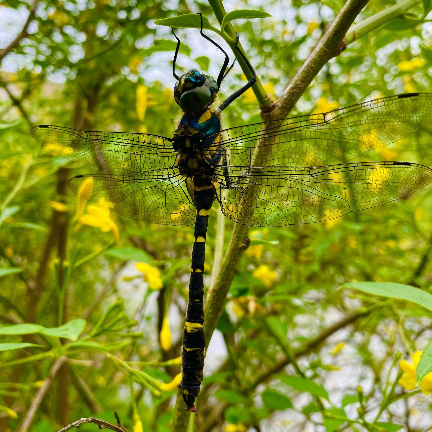 今日のフォトシュートのなかば、モデルさんが撮影されている間に、私も休憩中の堂々たるモデルを発見。人の手では生み出せない色の美しさ。#おにやんま #オニヤンマ #とんぼ #トンボ #自然 #休憩中 #自然の色は美しい #おにやんま君じゃないよ