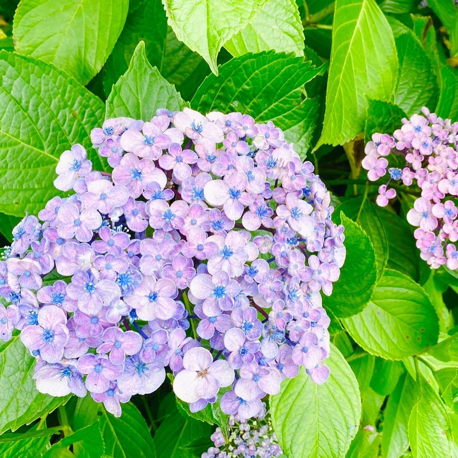 今日は午前中写真家の中田アツシさん @atsushi.nakata.photo との撮影のメイクのお仕事で、淡路島百景の一つでもある「あわじ花の歳時記園」へ。色とりどりに咲く紫陽花の中で素敵な撮影になりました午後からは、フルカラー&骨格・イメージコンサルティングのお客様が来て下さいました。以前簡易的なパーソナルカラー診断を受けた時は「春か夏」という診断だったそうですが、15分類進化型パーソナルカラー診断の結果はライトサマー。「ブルーベースの明るくてソフトな色」がお似合いです。似合う特性のそれぞれのレベルが分かるので、以前の診断結果がなぜ「春か夏」だったのかも理解できます。Mさんに似合う色の特性のひとつが、スプリングとサマーの色に共通している「明るい」という特性だからです。スプリングの色の中でも明るくて黄みが少なめのソフトな色ならある程度Mさんにお似合いになるでしょう。自分に似合う色の特性がよく分かるので、4つのシーズンの枠に囚われずに似合う色を見つけられるのも、15分類進化型パーソナルカラー診断のいいところです骨格診断の結果はウェーブさん。とても小柄なMさんですが、ワンピースだったからか実際の身長より背が高く見えました。身長を高く見せる着こなしポイントのひとつは、上から下まで色をつなげることですよね。Mさんはしっかりウエストマークもされてウェーブさんに似合うポイントも押さえていました今日1番驚かれていたのは、サマーさんに似合う色でのメイクの効果です。アイシャドウ、口紅、まで終わったところで鏡に映るご自身の顔を見てビックリ！ファンデーションを塗り替えたように肌が明るくなっていたからです。「メイクの色、総替えします！」と力強くおっしゃっていましたこれからもオシャレ、楽しんで下さいね！#15分類進化型パーソナルカラー診断 #骨格診断#パーソナルカラー診断淡路島#骨格診断淡路島#パーソナルカラーメイク#淡路島#淡路市#洲本市 #南あわじ市#淡路島カラーサロン#studioprism#あわじ花の歳時記園