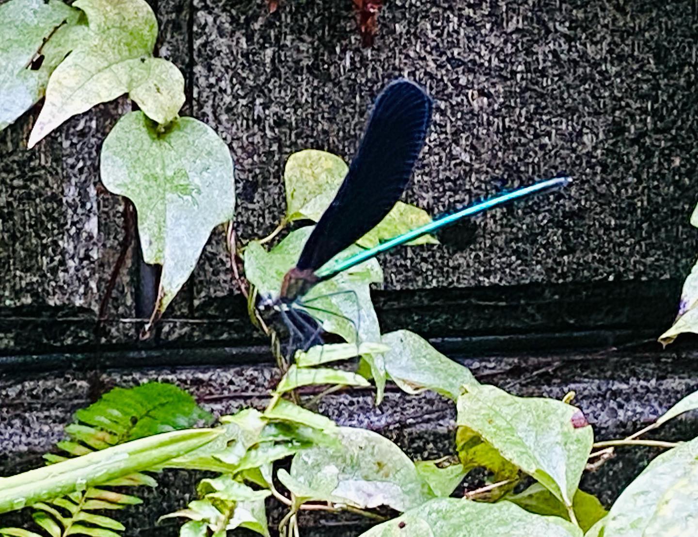 毎日遊びに来るハグロトンボ。自然界のメタリック。#ハグロトンボ#メタリック#メタリックカラー