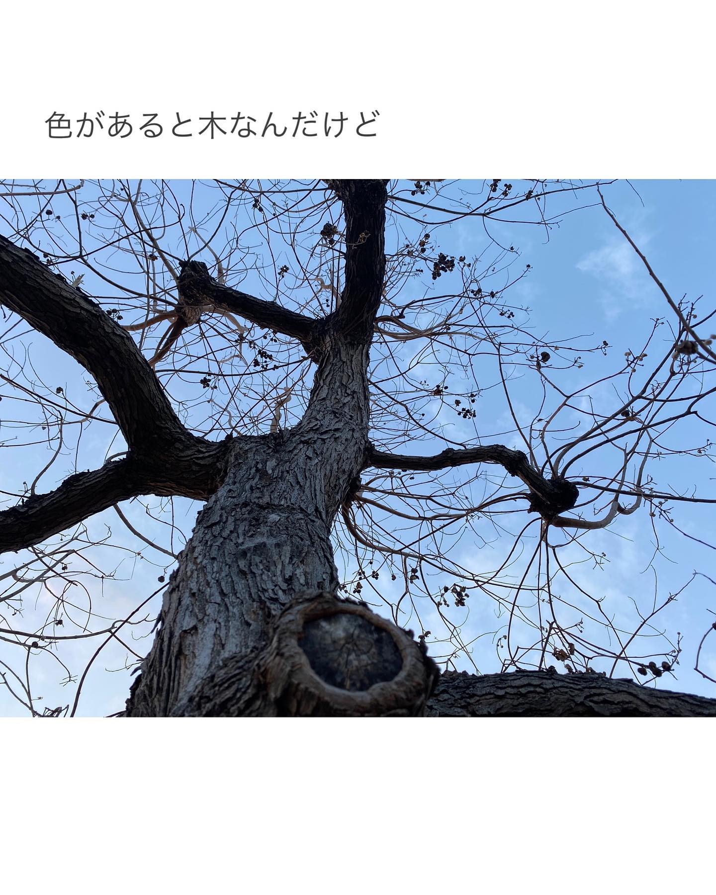 奥行き感。躍動感。生命力。固定観念。想像力。先日何気なく撮った写真が、色や諸々のことについてふと考えるきっかけになりました。3月。雨模様ですが、気象学的には今日から春ですね。#カラー写真とモノクロ写真 #木の写真#毛細血管に見える#毛細血管に見える木の写真#色#想像力